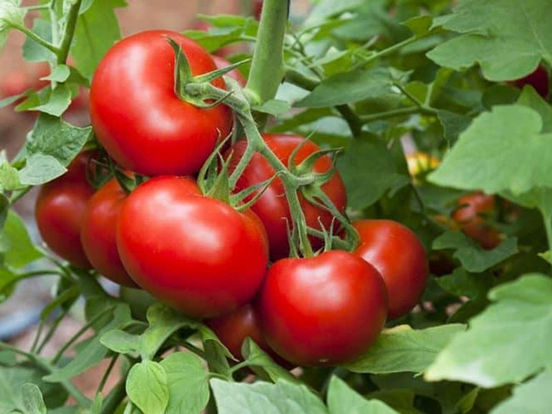 Passata di Pomodori (Pk 24)