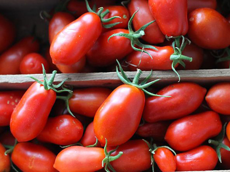 Passata di Pomodori (Pk 24)